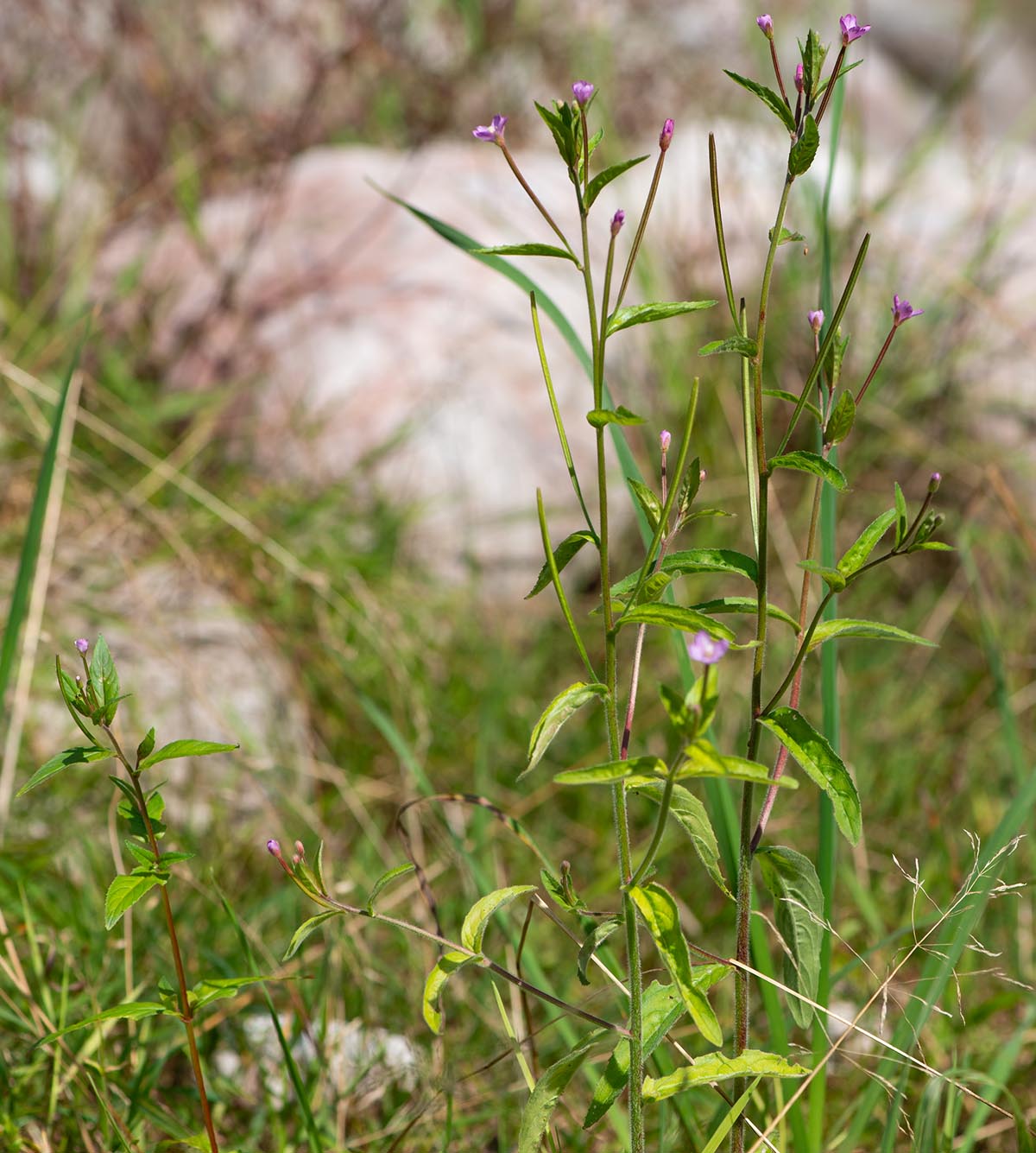 Habitus
